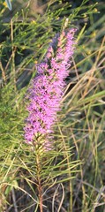 Liatris punctata mucronata