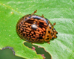 Paropsisterna fulvoguttata