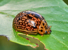 Paropsisterna fulvoguttata