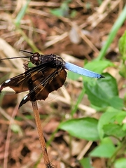 Palpopleura