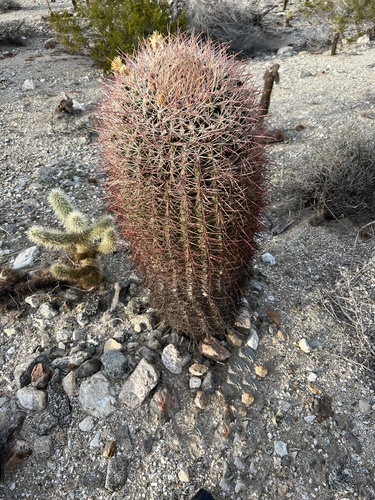 iNaturalist observation photo of California Barrel Cactus