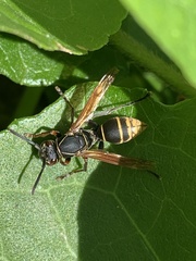 Polistes cinerascens
