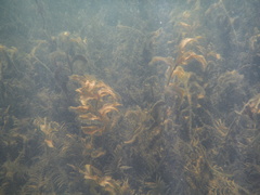 Potamogeton amplifolius