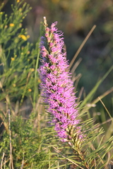 Liatris punctata mucronata