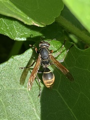 Polistes cinerascens