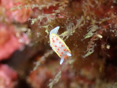 Diaphorodoris papillata