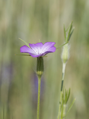 Agrostemma githago