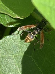 Polistes cinerascens