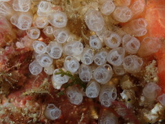 Pycnoclavella atlantica