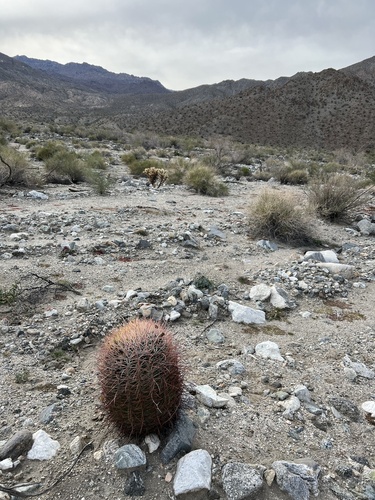 iNaturalist observation photo of California Barrel Cactus