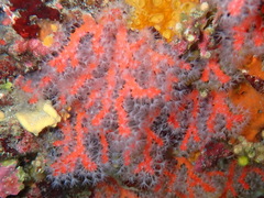 Corallium rubrum