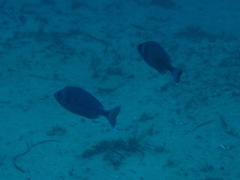 Spondyliosoma cantharus