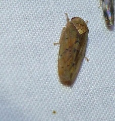 Ponana quadralaba