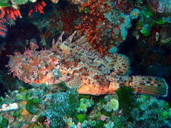 Scorpaena scrofa