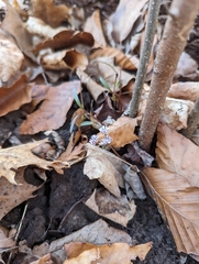 Erigenia bulbosa
