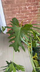 Thaumatophyllum bipinnatifidum