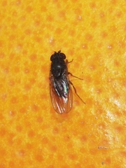 Drosophila melanogaster