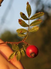 Rosa foliolosa