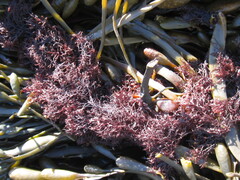 Vertebrata lanosa