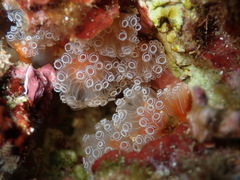 Aplidium
