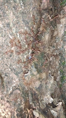 Oecophylla smaragdina