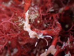 Facelina rubrovittata