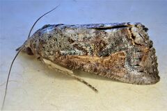Hypocala deflorata