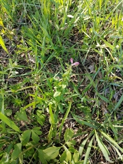 Corydalis cava marschalliana