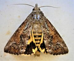 Hypocala deflorata