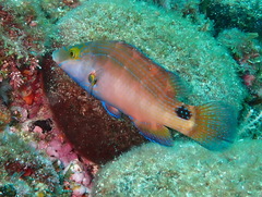 Symphodus mediterraneus