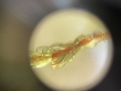 Aulacomnium palustre