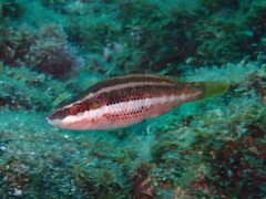 Symphodus doderleini