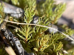 Aulacomnium palustre