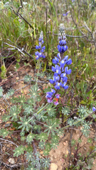 Lupinus sparsiflorus