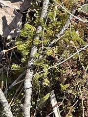 Aulacomnium palustre