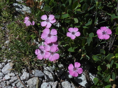 Dianthus pavonius