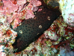 Holothuria sanctori