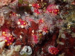Alcyonium coralloides