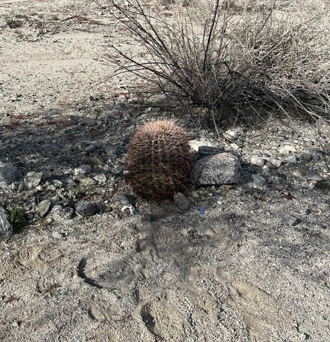 iNaturalist observation photo of California Barrel Cactus