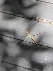 Tropidoderus childrenii