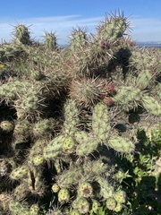Cylindropuntia prolifera
