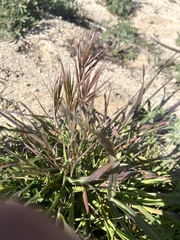 Bromus rubens