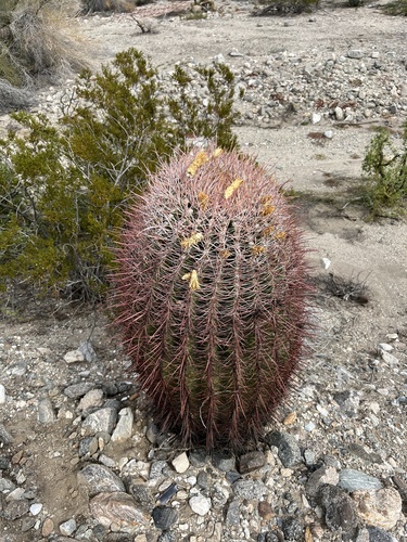 iNaturalist observation photo of California Barrel Cactus