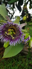 Passiflora ligularis