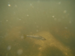 Notropis lutipinnis