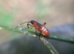 Dysdercus albofasciatus