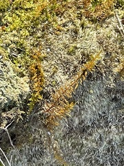 Callicladium imponens