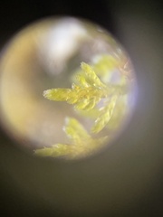 Callicladium imponens