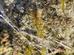 Callicladium imponens