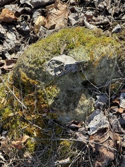 Callicladium imponens